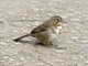 White-throated Towhee (Melozone albicollis)