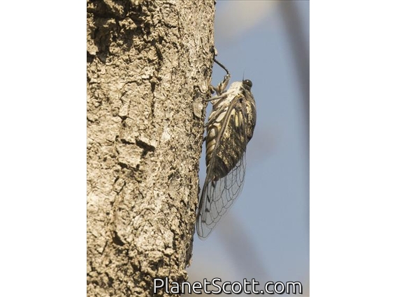 Giant Cicada (Quesada gigas)