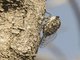 Giant Cicada (Quesada gigas)
