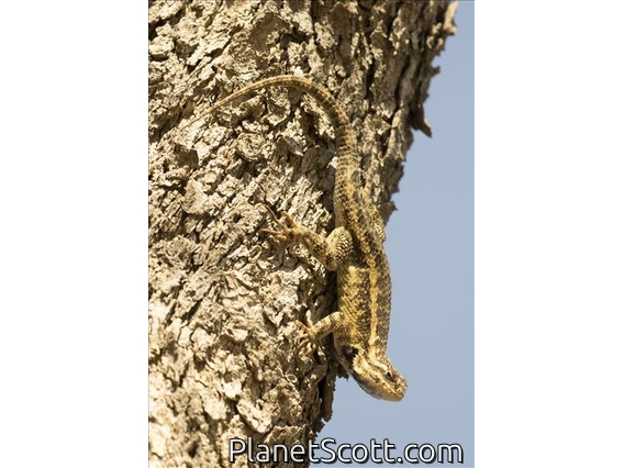 Eastern Spiny Lizard (Sceloporus spinosus)