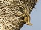 Eastern Spiny Lizard (Sceloporus spinosus)