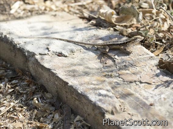 Longtail Spiny Lizard (Sceloporus siniferus)