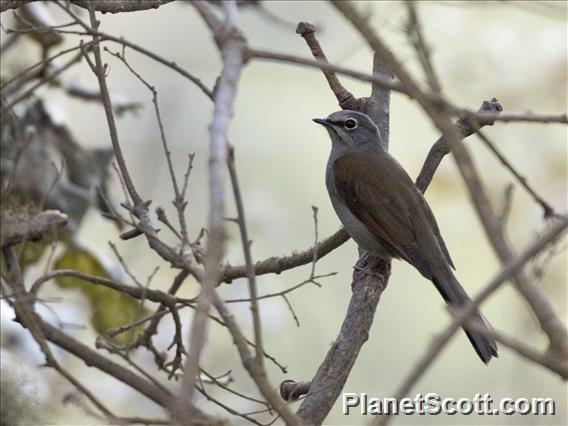 Brown-backed Solitaire (Myadestes occidentalis)