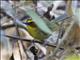 Golden-browed Warbler (Basileuterus belli)