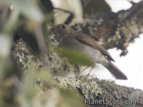Russet Nightingale-Thrush (Catharus occidentalis)