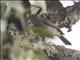 Russet Nightingale-Thrush (Catharus occidentalis)