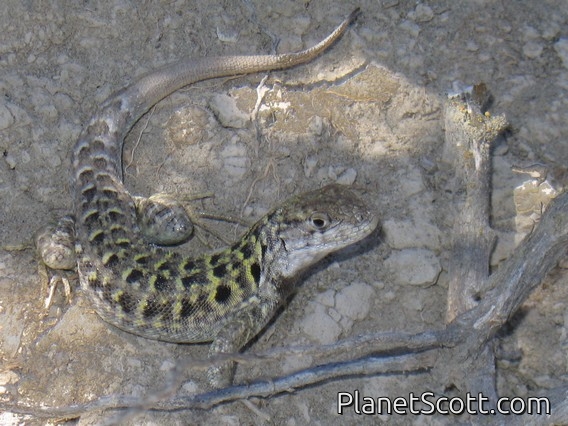 Lion Lizard, Peninsula Valdez