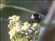Mesoamerican Bumble Bee (Bombus ephippiatus)