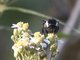 Mesoamerican Bumble Bee (Bombus ephippiatus)