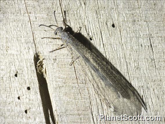 Net-spinning Caddisfly (Hydropsychidae sp)