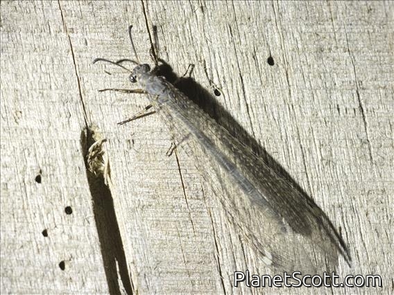Net-spinning Caddisfly (Hydropsychidae sp)
