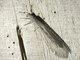 Net-spinning Caddisfly (Hydropsychidae sp)