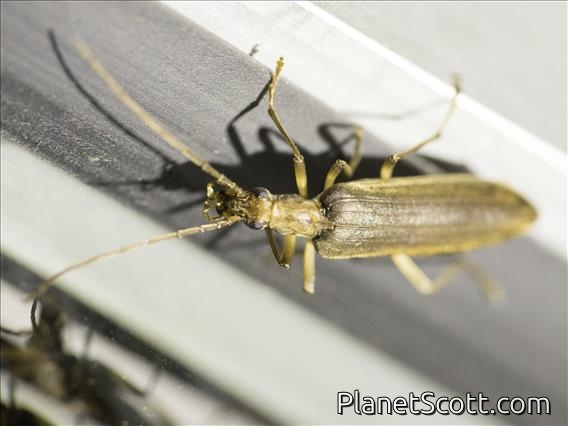False Blister Beetle (Vasaces sp)