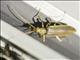 False Blister Beetle (Vasaces sp)