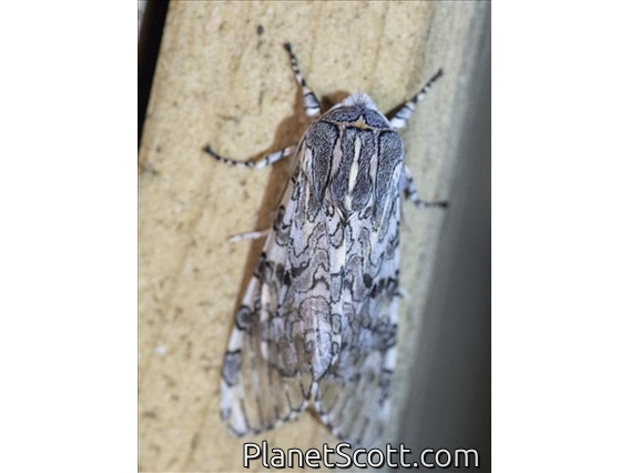 Painted Tiger Moth (Arachnis picta)