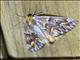 Ennomini Moth (Caripeta hyperythrata)