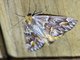 Ennomini Moth (Caripeta hyperythrata)