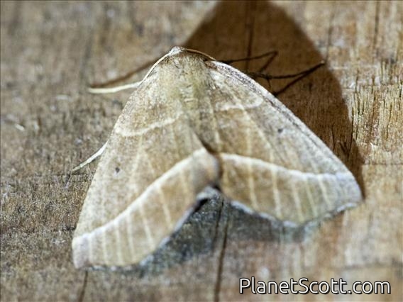Geometer Moth (Geometridae sp)