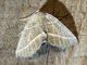 Geometer Moth (Ennominae sp)