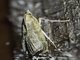 Crambid Snout Moth (Crambidae sp)