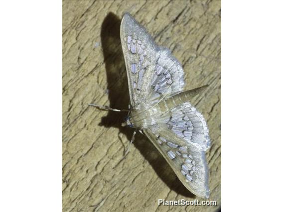 Eulepidotinae Moth (Erebidae sp)