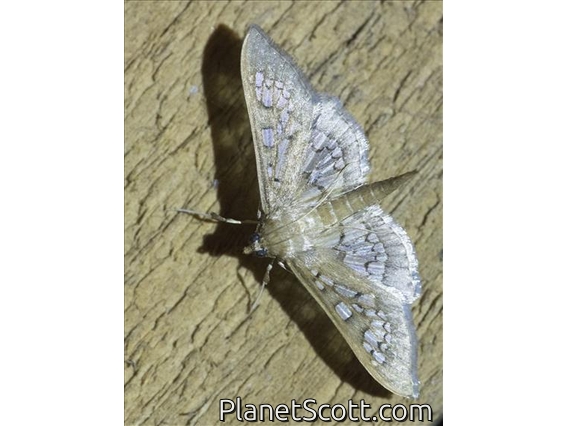 Eulepidotinae Moth (Erebidae sp)