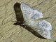 Eulepidotinae Moth (Erebidae sp)