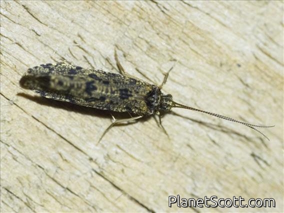 Caddisfly (Trichoptera sp)