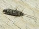 Caddisfly (Trichoptera sp)