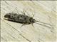 Tortricid Leafroller Moth (Tortricidae sp)