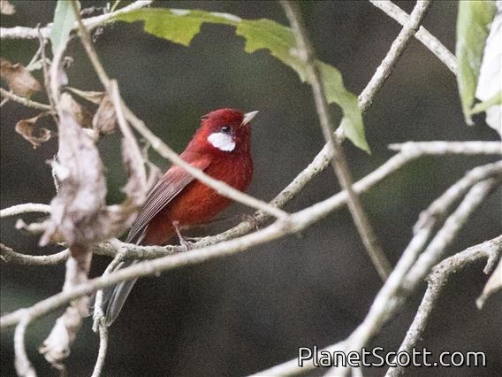 Red Warbler (Cardellina rubra)