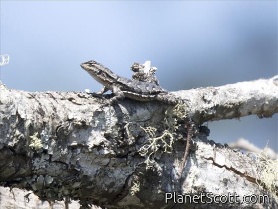 Longtail Spiny Lizard (Sceloporus siniferus)
