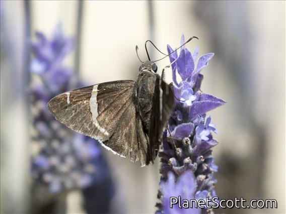 Chisos Banded-Skipper (Thorybes cincta)