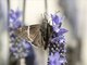 Chisos Banded-Skipper (Thorybes cincta)