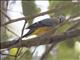 Gray Silky-flycatcher (Ptiliogonys cinereus)
