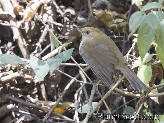 Russet Nightingale-Thrush (Catharus occidentalis)