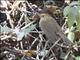 Russet Nightingale-Thrush (Catharus occidentalis)