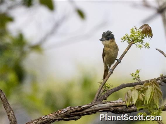 Rose-throated Becard (Pachyramphus aglaiae)