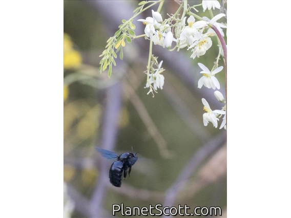 Ridge-crowned Carpenter ( Xylocopa fimbriata)