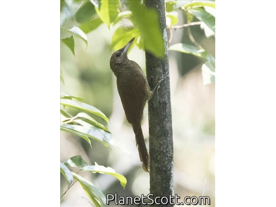 Northern Barred-Woodcreeper (Dendrocolaptes sanctithomae)