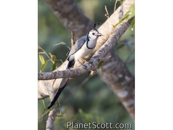 White-throated Magpie-Jay (Calocitta formosa)