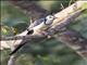 White-throated Magpie-Jay (Calocitta formosa)