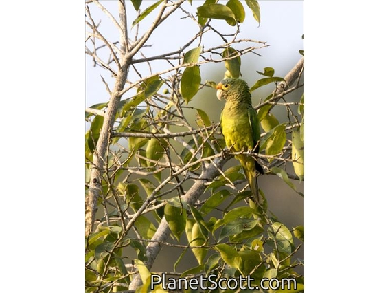 Orange-fronted Parakeet (Eupsittula canicularis)