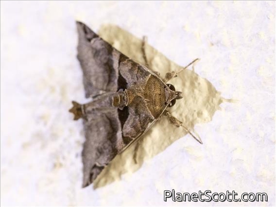 Fasciolated Graphic (Melipotis fasciolaris)