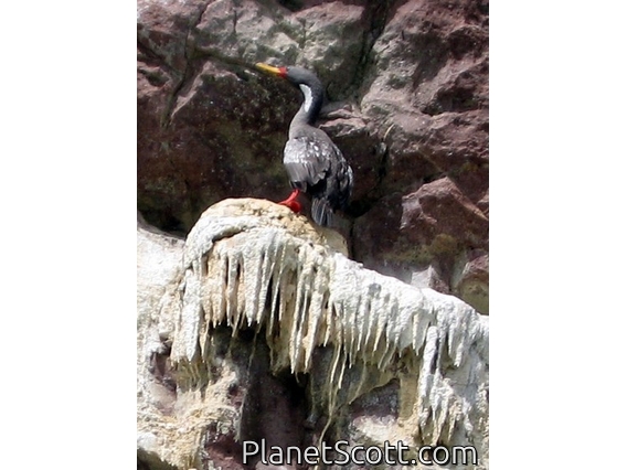 Red-legged Cormorant, Puerto Deseado