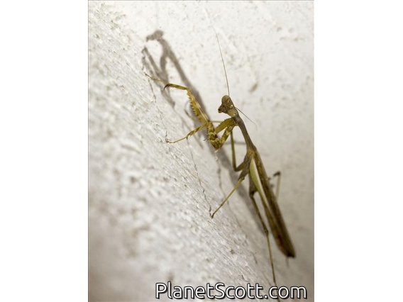 Arizona Mantis (Stagmomantis limbata)