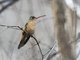 Cinnamon Hummingbird (Amazilia rutila)