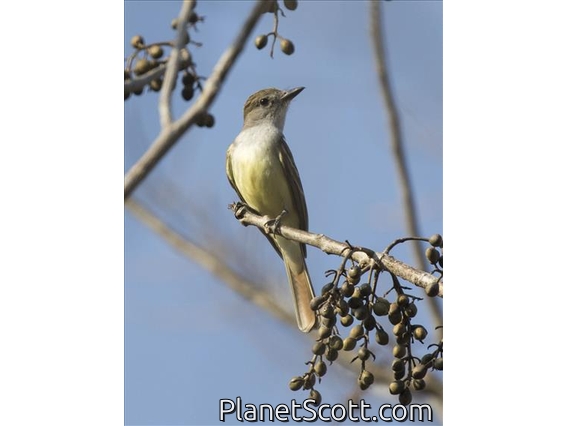 Nutting's Flycatcher (Myiarchus nuttingi)