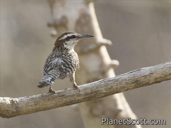 Rufous-naped Wren (Campylorhynchus rufinucha)