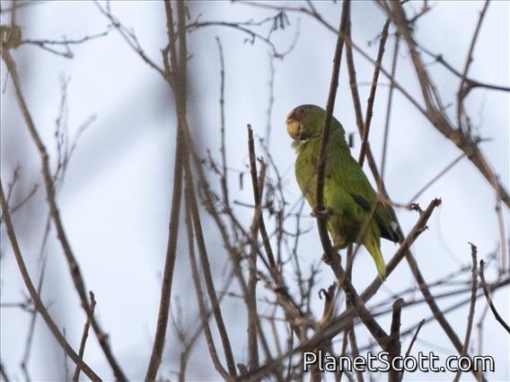 White-fronted Parrot (Amazona albifrons)